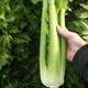 Celery seeds, crispy and sweet fruit celery seeds, four-season balcony potted celery vegetables, celery seeds, 3 bags of fruit celery seeds, enough for the whole family