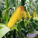 Fruit corn seeds super sweet fresh edible big stick without residue Beijing Sihai Seed Industry Golden Crown 597 corn seed original Golden Crown 597 fruit corn 100g