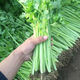 四季小香芹蔬菜种子大全土芹菜农家四季菜种阳台 四季【小香芹】 【优质新种】约1098粒