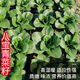 Babaoqing small rapeseed rapeseed has less fiber, tastes delicious and has good quality. It is used for sowing potted plants in all seasons. Babaoqing seeds, two packs of about 4,000 seeds.