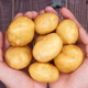 Jingxiansheng Shandong fresh small potatoes net weight 3Jin Jin is equal to 0.5kg, single fruit is more than 100g, freshly dug yellow heart potatoes and vegetables are sent directly from the source