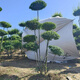 小叶女贞造型树地景树多头女贞造型庭院别墅四季常青绿植选树现挖 1098一物一拍 不含盆