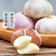 Approximately 250g of purple-skinned garlic harvested directly from the production area
