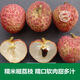 荔枝树苗桂味肉脆甜糯米糍荔枝多肉软滑带土带叶东莞14年老店 5年半苗桂味659 15cm以下