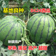 Thin-skinned rock sugar watermelon seeds Xinjiang Tianshan Zaojia 8424 watermelon seeds early-maturing large fruit super sweet Qi Zaojia 8424 original 50g