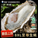Bassling Fresh Rushan Ecological Oysters 8XL Net weight 9Jin Jin is equal to 0.5kg 8-11 pieces Straight from the source