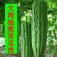 Bitter melon seedlings with soil, high yield and disease resistance, spring seedlings, local southern large-fleshed flat-top Guangdong bitter gourd vegetable seedlings, large-fleshed bitter gourd seedlings (plug tray seedlings), 6 exquisite plants ()