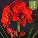 Imported amaryllis seed bulbs, large ball potted flower seedlings, double amaryllis seeds with buds for all seasons, green plants and flowers 23. Shuanglong seed bulb circumference 15-18cm