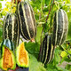 Bingtangzi melon sweet toothless melon seeds cantaloupe seeds four seasons garden spring and autumn fruits and vegetables melon seeds G Bingtangzi melon 4 packs + fertilizer
