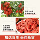 [Net weight] Ningxia red wolfberry special authentic large wolfberry wolfberry seeds soaked in water and make tea to nourish and nourish health. Astragalus slices 250 grams + red wolfberry 500 grams