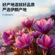 北京同仁堂（520送女朋友礼物）藏红花抗氧化西藏红花泡水调经缓解疼痛 [送女友]藏红花罐装 正宗藏红花1罐抗氧化