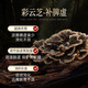 WILAKON/维乐康破壁灵芝孢子粉胶囊增强免疫力术后放化疗中老年人营养品90粒/盒