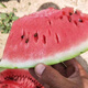 Thin-skinned rock sugar watermelon seeds Xinjiang Tianshan Zaojia 8424 watermelon seeds early-maturing large fruit super sweet Qi Zaojia 8424 original 50g