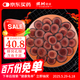 Yushu Deer Aggoor Red Powder 10 grams/bottle Jilin Changbai Mountain Deer Antlemes Following Blood Slice