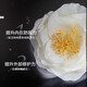 资生堂（Shiseido）红妍肌活红腰子精华液黑腰子红色蜜露悦薇补水保湿抗皱精华护肤品 男士焕能黑腰子精华露30ml