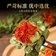 北京同仁堂西藏红花头干花500g整朵泡水喝一斤装红花果散装非水果茶花果茶叶 精选红花头[250克]半斤装