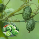 Thumb Watermelon Seed Thumb Watermelon can be planted in all seasons. Mini small watermelon seeds can be grown in four seasons as potted fruit. 2Jin Jin is equal to 0.5kg.
