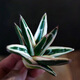 
Zhu Yuanwai Plants and Iceberg Agave Agave Agave One-Photos, Premium White-covered Lunto Succulent Pot Plants 9928 Size Comparison of 10cm Pots, Naked Roots Without Soil