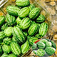 Thumb Watermelon Seed Thumb Watermelon can be planted in all seasons. Mini small watermelon seeds can be grown in four seasons as potted fruit. 2Jin Jin is equal to 0.5kg.