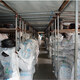 Dreiecksgürtel Z/A Typ B Typ C Typ 1422/1445/1448/1450/1473/1480/149 SANLIX SANLIX TIANGLE BEIL BRUEG B 1480