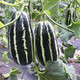 Bingtangzi melon sweet toothless melon seeds cantaloupe seeds four seasons garden spring and autumn fruits and vegetables melon seeds G Bingtangzi melon 4 packs + fertilizer