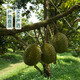 
[4-bedroom meat] Grade A imported golden pillow fresh durian 1 pill 2-2.5kg (M)