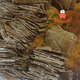 Food and happiness [1047 people collect] Bazhong City Enyang Ancient Town Specialty Grandma Gong Five-spice Dried Tofu-Spicy Delicious, Spicy 3 Bags