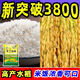 Nationally approved super-stable yield rice seeds, new products from the Academy of Agricultural Sciences, disease-resistant and lodging-resistant rice seeds, high temperature resistant, long-grain original jade 4Jin Jin equals 0.5kg, soft and delicious rice