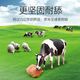 Special salt bricks for cattle and sheep licking bricks and licking salts, nutritional trace elements, reinforced mineral feed additives, pica and stomach strengthening, natural type 6-8 Jin Jin equal to 0.5 kg, with holes and ropes