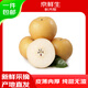 Jingxiansheng Shandong Yantai Laiyang Qiuyue Pear Net weight 4.5Jin Jin equals 0.5kg Single fruit 350g+ Fresh fruit Straight from the source