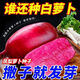 This year's new variety of pineapple fruit radish seeds can be sown raw in the summer. Purple beauty radish and rouge radish seeds can be sown in the summer. New products on the market. Original 4 packs (600 grains).