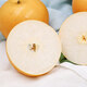 Jingxiansheng Shandong Laiyang Qiuyue Pear Net weight 8Jin Jin is equal to 0.5kg Single fruit 300g+ Self-operated fruit Straight from the source