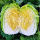 Chinese cabbage seedlings, yellow-heart baby cabbage seedlings, farm seedlings, Jiaozhou cabbage, autumn and winter cold-resistant high-yielding vegetable seedlings, 50 baby cabbage seedlings