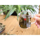 
Wild green money willow tea, water-warming century-old tree, mountain health tea, into leaf tea, gold money willow, into leaf green money willow, 170 grams