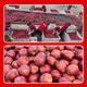 Beijing Fresh Gansu Tianshui Huaniu Apple, net weight 4.5Jin Jin equals 0.5kg, single fruit 170g+, fresh fruit, straight from the source