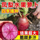 This year's new variety of pineapple fruit radish seeds can be sown raw in the summer. Purple beauty radish and rouge radish seeds can be sown in the summer. New products on the market. Original 4 packs (600 grains).
