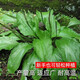 Newly produced plantain seeds, medicine and food, sowing Chinese herbal medicines for all seasons, balcony potted plants, field planting, 500 plantain seeds