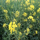 Tieyou 821 rapeseed is cold-resistant, high-yield, disease-resistant, and has high oil yield. It is the best choice for autumn sowing. Early-maturing and high-yielding rapeseed. Tieyou 821 original pack of about 1,000 seeds.