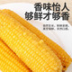 Kaiyuan Baofeng New Northeast Yellow Waxy Corn on the Cob Vacuum-packed Yellow Waxy Corn Fresh First-Stubble Breakfast Meal Replacement 4 first-crop yellow waxy corn average weight >180g
