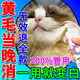 Cat hair removal, yellow hair whitening, removal of yellow hair and tear stains at the corners of the mouth, puppet black chin oil, tail cleaning, dry cleaning mousse, five bottles, buy 3 and get 2 free, safe and not afraid of licking