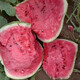 Meidu watermelon seeds, disease-resistant, thin-skinned, crack-resistant, sweet, crispy, red flesh, super 8424 Jingxin round watermelon seeds, 1000 grains, large package, disease-resistant Meidu, 3 bags