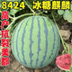 8424 Kirin watermelon seeds, seedless, high-yield rock sugar, lazy watermelon seeds, southern four-season vegetable and fruit seeds, Huayu original color pack, 10 packs, 500 capsules