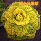 Huangxinwutaicai seedlings, chrysanthemum and cabbage seedlings, potted garden garden fields, easy to grow four-season vegetable seedlings, 60 Huangxinwutaicai plants