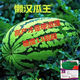 (Giant Watermelon Seeds) High Yield, Sweet, Early Maturity, Extra Large Lazy Man King Seedless Four Seasons Sowing Academy of Agricultural Sciences Fruit Watermelon Seeds, Extra Large and Super Sweet Lazy Man King Watermelon Seeds, 50 capsules in original packaging