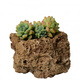 High-quality water stone bonsai rockery absorbent stone decoration natural water rust stone 10-14cm comes with grass seeds and about 15cm comes with grass seeds and stones