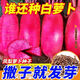 This year's new variety of pineapple fruit radish seeds can be sown raw in the summer. Purple beauty radish and rouge radish seeds can be sown in the summer. New products on the market. Original 4 packs (600 grains).