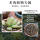 Succulent soil special nutritional soil fleshy granular soil plant planting soil paving stone leaf insert household peat soil large bag 30% granular succulent soil 10Jin Jin is equal to 0.5 kg