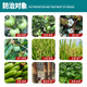 Huayi Shanghai Feiling 40% Ethephon Tomato Cotton Persimmon Banana Ripening Agent Tobacco Growth Regulator Genuine 350g