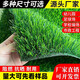 Simulated lawn carpet, artificial fake turf bedding, balcony kindergarten outdoor mat, plastic turf green space decoration, 2.5 cm tricolor grass, 0.5 m wide, 0.5 m long