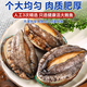 Fresh frozen abalone 500g fresh frozen abalone shelled abalone seafood aquatic non-ready-to-eat abalone pure meat shelled abalone 100g/bag*2
